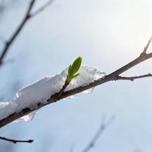 冬雪谣