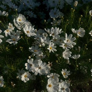 ก่อนดอกไม้จะร่วงโรย