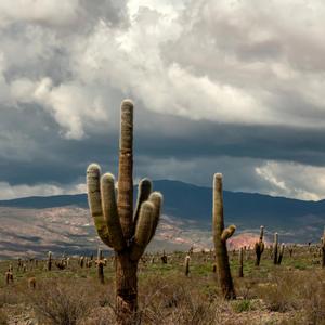 Desierto