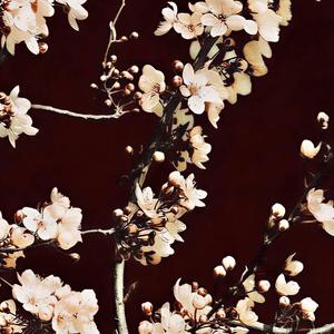 La Dame Derrière les Remparts (feat. VIXYM)