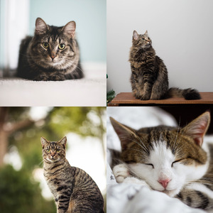 精彩可爱猫咪环境