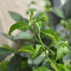 一晃大了一晃老了 (DJ版)