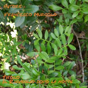 Il risveglio dopo la notte