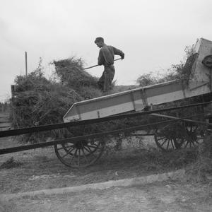 Alfalfa