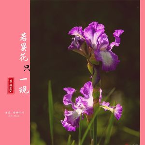 若昙花只一现