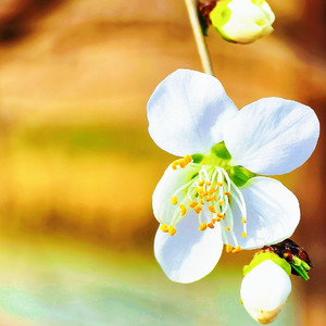 美好的心情（纯音乐）