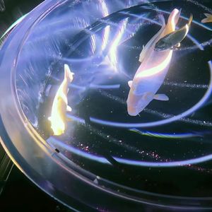 无法叫醒的音乐梦