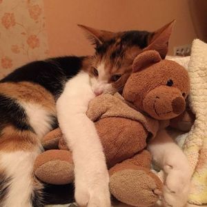 in the pool 钢琴版（电锯人蕾塞篇）