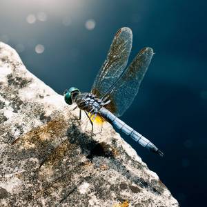 নামাজরত অবস্থায় বিশ্বনবীকে আক্রমণ করেছিল