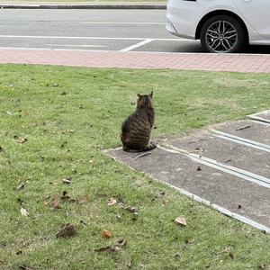 眼泪落下之前（cover：汪苏泷）
