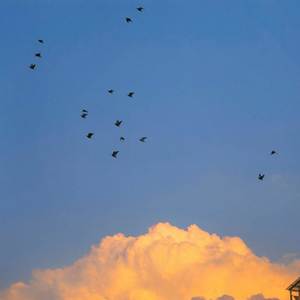 Vì Người Là Nỗi Nhớ