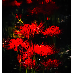 ASTRY - 降り続けた雨に咲いた華 -