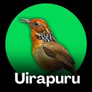 Uirapuru - Canto Natural