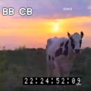 Cows