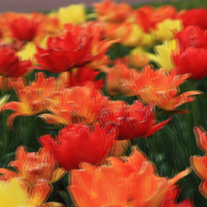 Last of the Black-Haired, Big-Eyed Girls