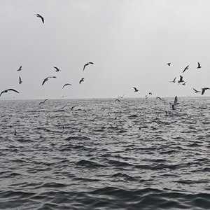 寂静之海的暗流