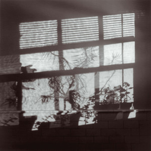 The Jellyfish, the Whale & Me