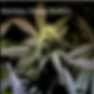 Sweet DUB (Original Version)