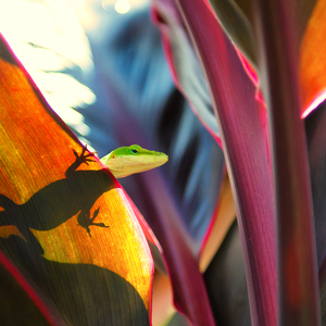节奏摆胯舞 (印度舞版BGM)
