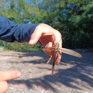 Il Chi nel Tai (feat. Alessandro Cipollari)