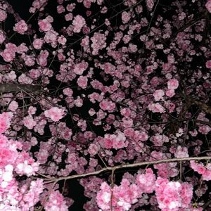 夜の桜