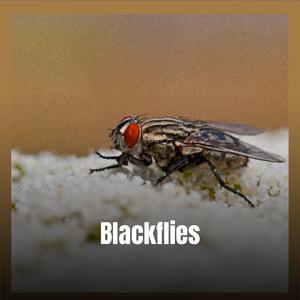 Blackflies