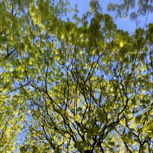 будем гореть