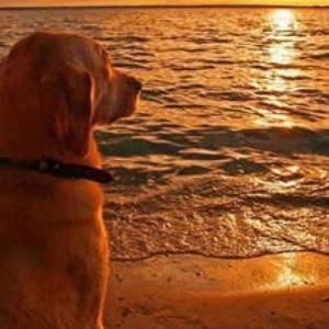 They Say Dogs Don't Go To Heaven When They Die