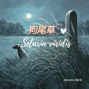 狗尾草 Setaria viridis