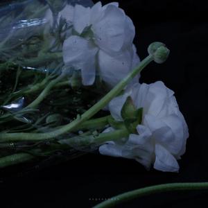 蓉蓉永远二十赶朝暮