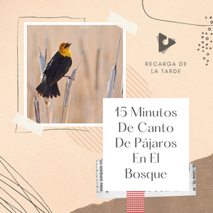 Ambiente bosque canto de los pájaros