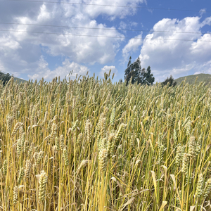 爱，安抚疯子的急救药