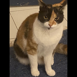 The Magnificient Cat