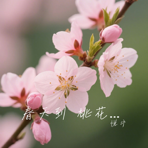 春天到 桃花开了 桃花美