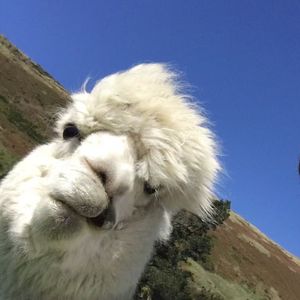 转角的咖啡馆（suno）