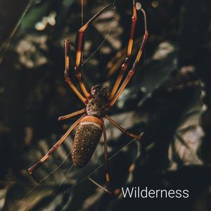 Wilderness