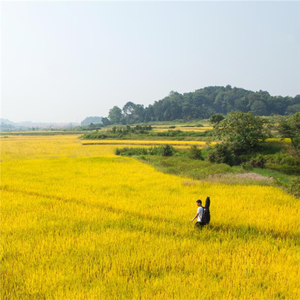 李锋-我的简历（DJ阿福 (DJ-Afu) remix）