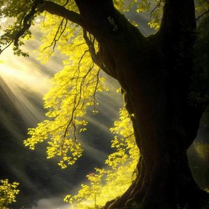 金辉扶桑（Gold Song）