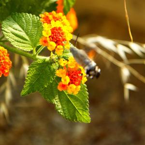 Επιβάτης (feat. Μαυρογιάννης Μιχάλης, Αναστασάκης Γιώργος, Πλουμίδης Μάνος & Πρατικάκης Γιάννης)