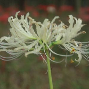 錦鯉抄[Short.ver][化学][ⅱ]