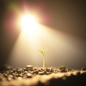 この種に、世界を育てて