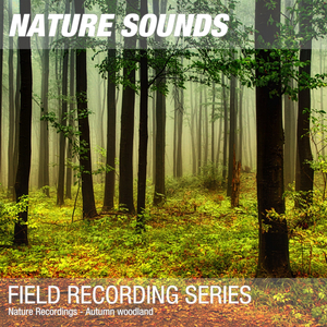 Nature Sounds for Sleep & Relaxation (Forest ambience noise) 04