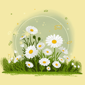 Chamomile