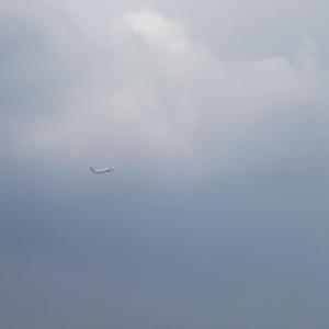 从未盛开的樱花