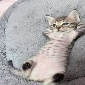 Biggie/Tupac Freestyle (sped up)