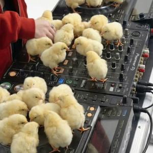 Piyopiyo Pa Pa (Mashup) by Relation