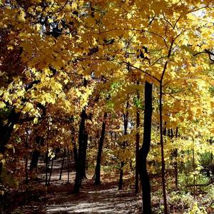 Greenpath (From "Hollow Knight")