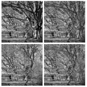 All Trees Are Clocks