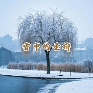 雪中的垂柳 伴奏