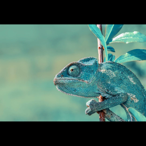 Blue Cameleon